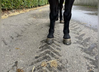 Shetland Ponys, Ruin, 5 Jaar, 109 cm, Zwart