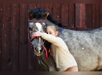 Shetland Ponys, Ruin, 5 Jaar, 118 cm, Appaloosa