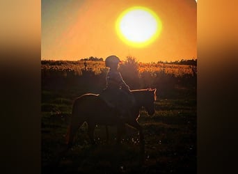 Shetland Ponys Mix, Ruin, 5 Jaar, 91 cm