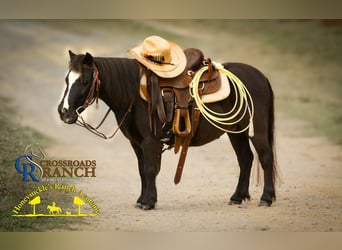 Shetland Ponys Mix, Ruin, 5 Jaar, 91 cm