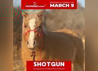 Shetland Ponys, Ruin, 5 Jaar, 94 cm, Palomino