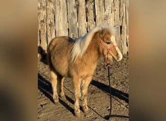 Shetland Ponys, Ruin, 5 Jaar, 94 cm, Palomino