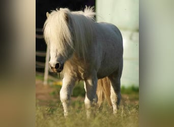 Shetland Ponys, Ruin, 5 Jaar, 95 cm, Palomino