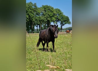 Shetland Ponys, Ruin, 5 Jaar, 96 cm, Zwart