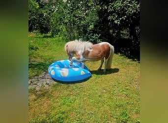 Shetland Ponys, Ruin, 5 Jaar, Gevlekt-paard