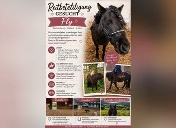 Shetland Ponys, Ruin, 6 Jaar, 102 cm, Zwart