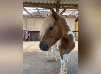 Shetland Ponys, Ruin, 6 Jaar, 110 cm, Gevlekt-paard