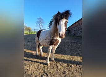 Shetland Ponys Mix, Ruin, 6 Jaar, 110 cm, Gevlekt-paard