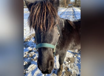 Shetland Ponys, Ruin, 6 Jaar, 110 cm, Tobiano-alle-kleuren
