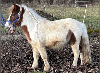 Shetland Ponys, Ruin, 6 Jaar, 113 cm, Gevlekt-paard