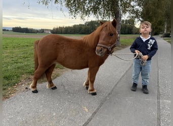 Shetland Ponys, Ruin, 6 Jaar, 80 cm, Vos