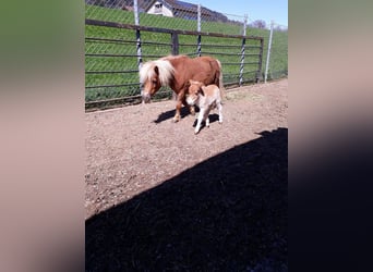 Shetland Ponys, Ruin, 6 Jaar, 90 cm, Vos