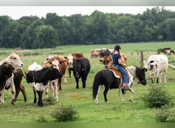 Shetland Ponys, Ruin, 6 Jaar, 97 cm
