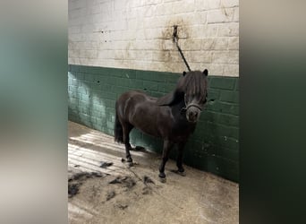 Shetland Ponys, Ruin, 7 Jaar, 100 cm, Zwart
