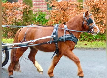 Shetland Ponys Mix, Ruin, 7 Jaar, 110 cm, Vos