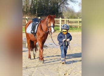 Shetland Ponys Mix, Ruin, 7 Jaar, 110 cm, Vos