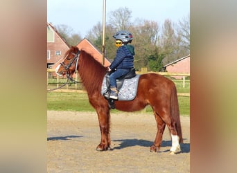 Shetland Ponys Mix, Ruin, 7 Jaar, 110 cm, Vos