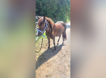 Shetland Ponys, Ruin, 7 Jaar, 117 cm, Bruin