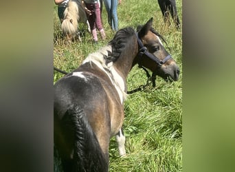 Shetland Ponys, Ruin, 7 Jaar, 85 cm, Gevlekt-paard