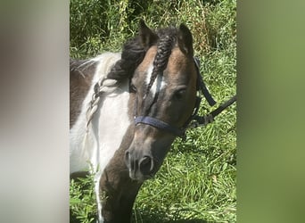 Shetland Ponys, Ruin, 7 Jaar, 85 cm, Gevlekt-paard