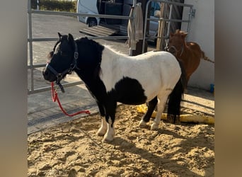 Shetland Ponys, Ruin, 7 Jaar, 96 cm, Gevlekt-paard