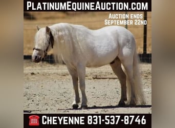 Shetland Ponys, Ruin, 7 Jaar, Wit