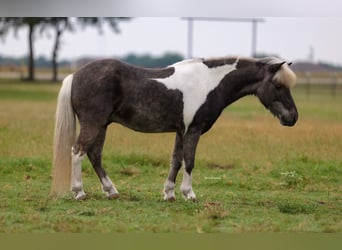 Shetland Ponys, Ruin, 8 Jaar, 107 cm, Tobiano-alle-kleuren