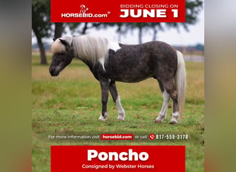 Shetland Ponys, Ruin, 8 Jaar, 107 cm, Tobiano-alle-kleuren