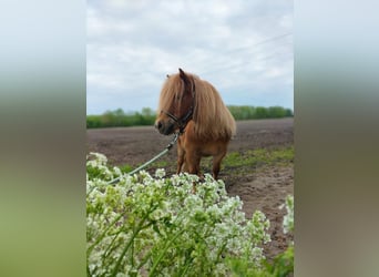 Shetland Ponys, Ruin, 8 Jaar, 85 cm, Lichtbruin