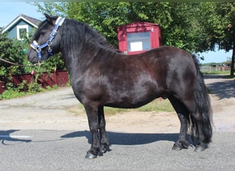 Shetland Ponys, Ruin, 9 Jaar, 106 cm, Zwart