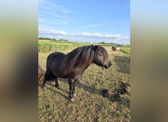 Shetland Ponys, Ruin, 9 Jaar, 110 cm, Zwart
