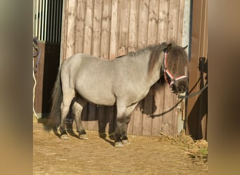 Shetland Ponys, Ruin, 9 Jaar, 85 cm