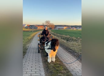 Shetland Ponys, Ruin, 9 Jaar, 90 cm, Gevlekt-paard