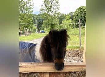 Shetland Ponys, Ruin, 9 Jaar, 95 cm, Gevlekt-paard