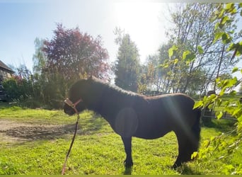 Shetland Ponys, Stute, 10 Jahre, 103 cm, Rappe