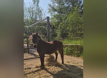 Shetland Ponys Mix, Stute, 10 Jahre, 105 cm, Brauner