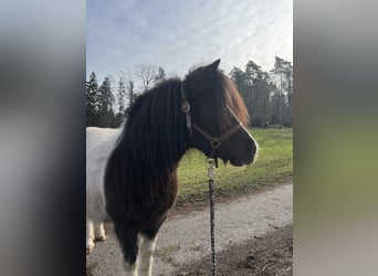 Shetland Ponys, Stute, 10 Jahre, 105 cm, Schecke
