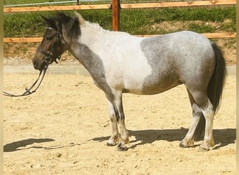 Shetland Ponys, Stute, 10 Jahre, 113 cm, Schecke