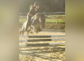 Shetland Ponys, Stute, 10 Jahre, 113 cm, Schecke