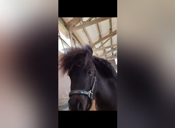 Shetland Ponys, Stute, 10 Jahre, 75 cm, Rappe