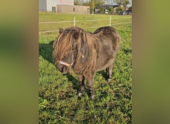 Shetland Ponys, Stute, 10 Jahre, 83 cm, Rappe