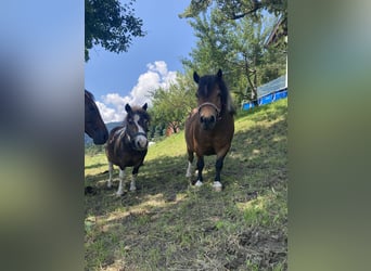 Shetland Ponys, Stute, 10 Jahre, 84 cm