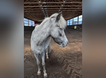 Shetland Ponys, Stute, 10 Jahre, 90 cm, Tigerschecke