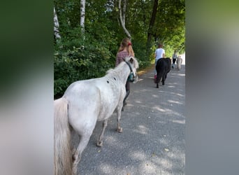 Shetland Ponys, Stute, 10 Jahre, 90 cm, Tigerschecke