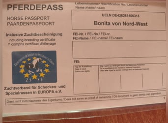 Shetland Ponys, Stute, 10 Jahre, 90 cm, Tigerschecke