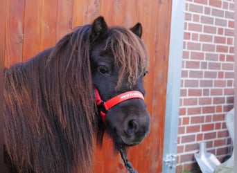 Shetland Ponys, Stute, 10 Jahre, 95 cm