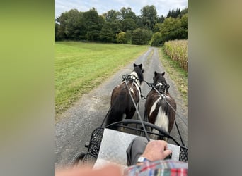 Shetland Ponys, Stute, 10 Jahre, 95 cm, Tobiano-alle-Farben