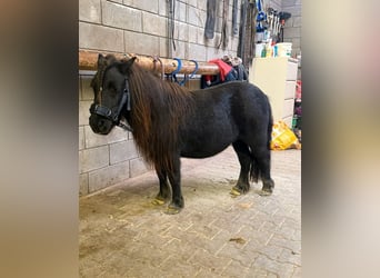 Shetland Ponys, Stute, 10 Jahre, 96 cm, Rappe