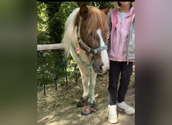 Shetland Ponys, Stute, 10 Jahre, Schecke