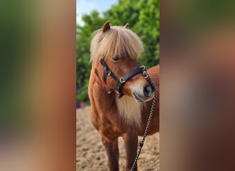 Shetland Ponys, Stute, 11 Jahre, 100 cm, Fuchs